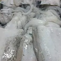 Fresh Cuttlefish