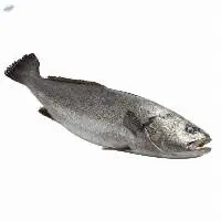 Fresh meagre Fish