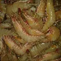 Fresh shrimp