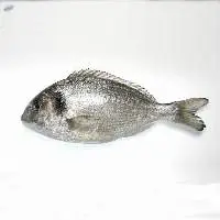 Fresh sparus-aurata Fish