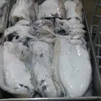 Frozen cuttlefish