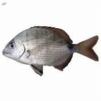 Frozen Diplodussargus Fish