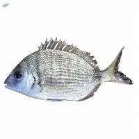 Frozen Diplodus sargus Fish