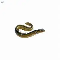 Frozen diplous-sarguns-candenati Fish