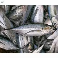 Frozen Horse-Mackerel
