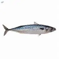 Frozen Mackerel Fish
