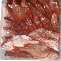 Frozen Striped-Red-Mullet Fish