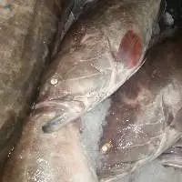 Frozen White-Grouper Fish