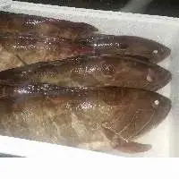 Frozen White-Grouper Fish