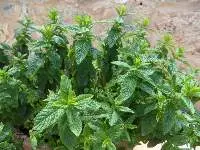 Dried Mint
