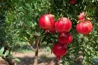 Pomegranate