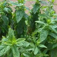 Dried Mint
