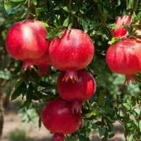 Pomegranate