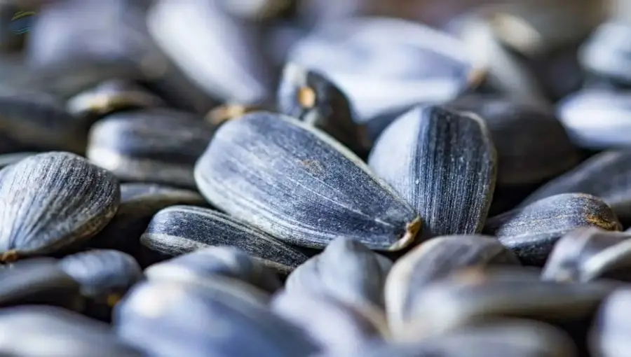 Sunflower Seeds