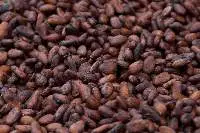 Cocoa Beans