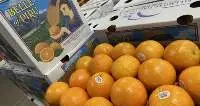 Fresh Oranges