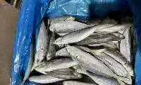 Fresh Mackerel Fish