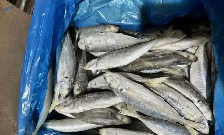 Fresh Mackerel Fish