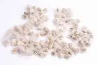 Cotton Seeds