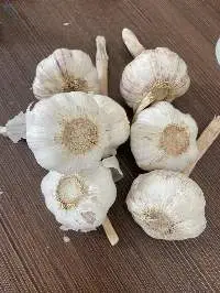 Fresh Garlic
