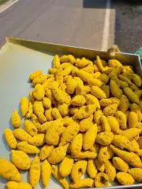 Turmeric