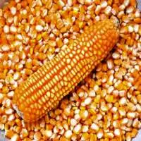 Non-GMO Yellow Corn & White Corn