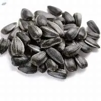 Sunflower Seed Kernels Wholesale Price