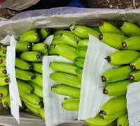 Wholesale Fresh Cavendish Premium Bananas