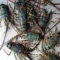 Lobsters with Highest Export Quality