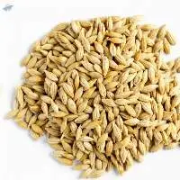 Barley Grains Premium Barley Seeds