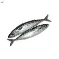 Frozen Pacific Mackerel Saba Fish Frozen