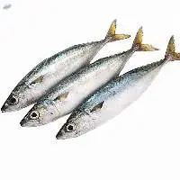 Fresh Frozen pacific Mackerel fish 400-600g