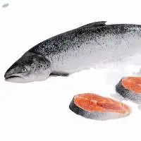 Fresh Frozen Salmon Fish  