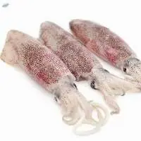 Frozen Seafood Squid