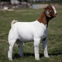 100% Full Blood Live Boer Goats  