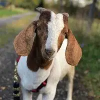 Best Quality Boer Goats  