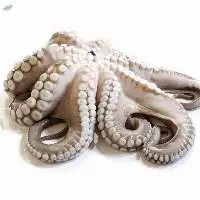 Fresh And Frozen Seafood Octopus