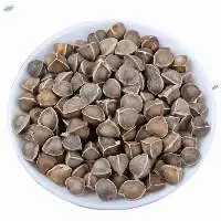 Good Quality Moringa Seeds