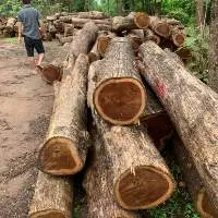 Top Quality Timber Logs Teak Timber