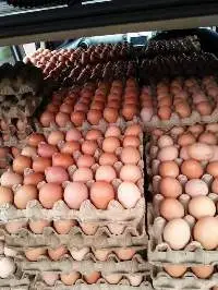 Fresh Eggs