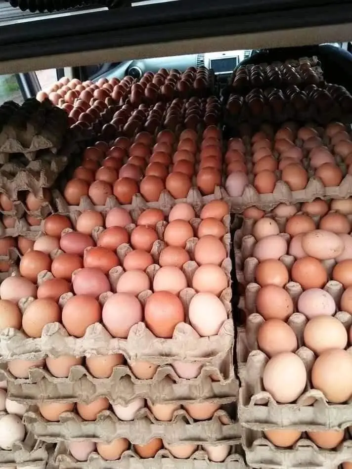 Fresh Eggs