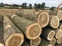 Wood Logs