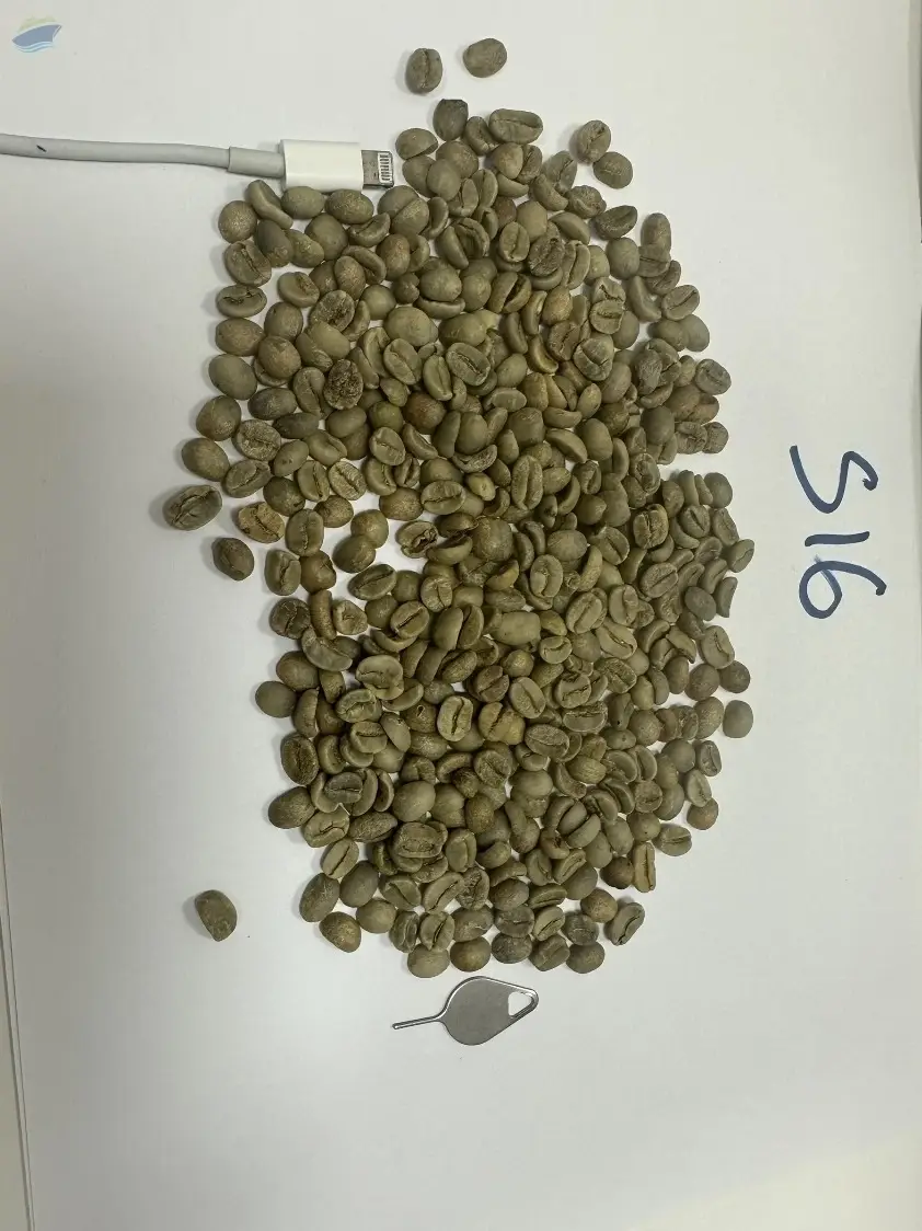 Green Arabica Coffee Beans
