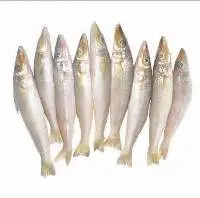 Lady Fish