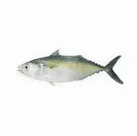 Mackarel
