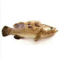 Grouper