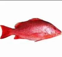 Red Snapper
