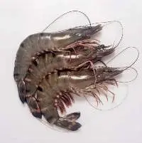 Tiger Shrimps
