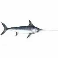 Sword Fish