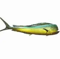 Mahi Mahi